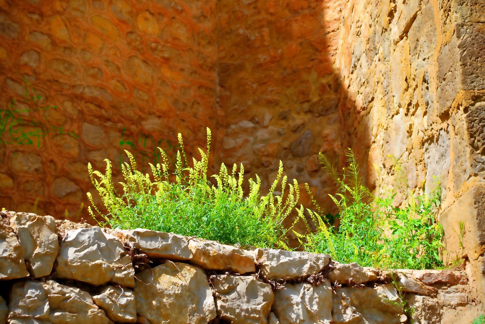 Sony Cyber-shot DSC-RX100 III sample photo. Weed, green, stone photography