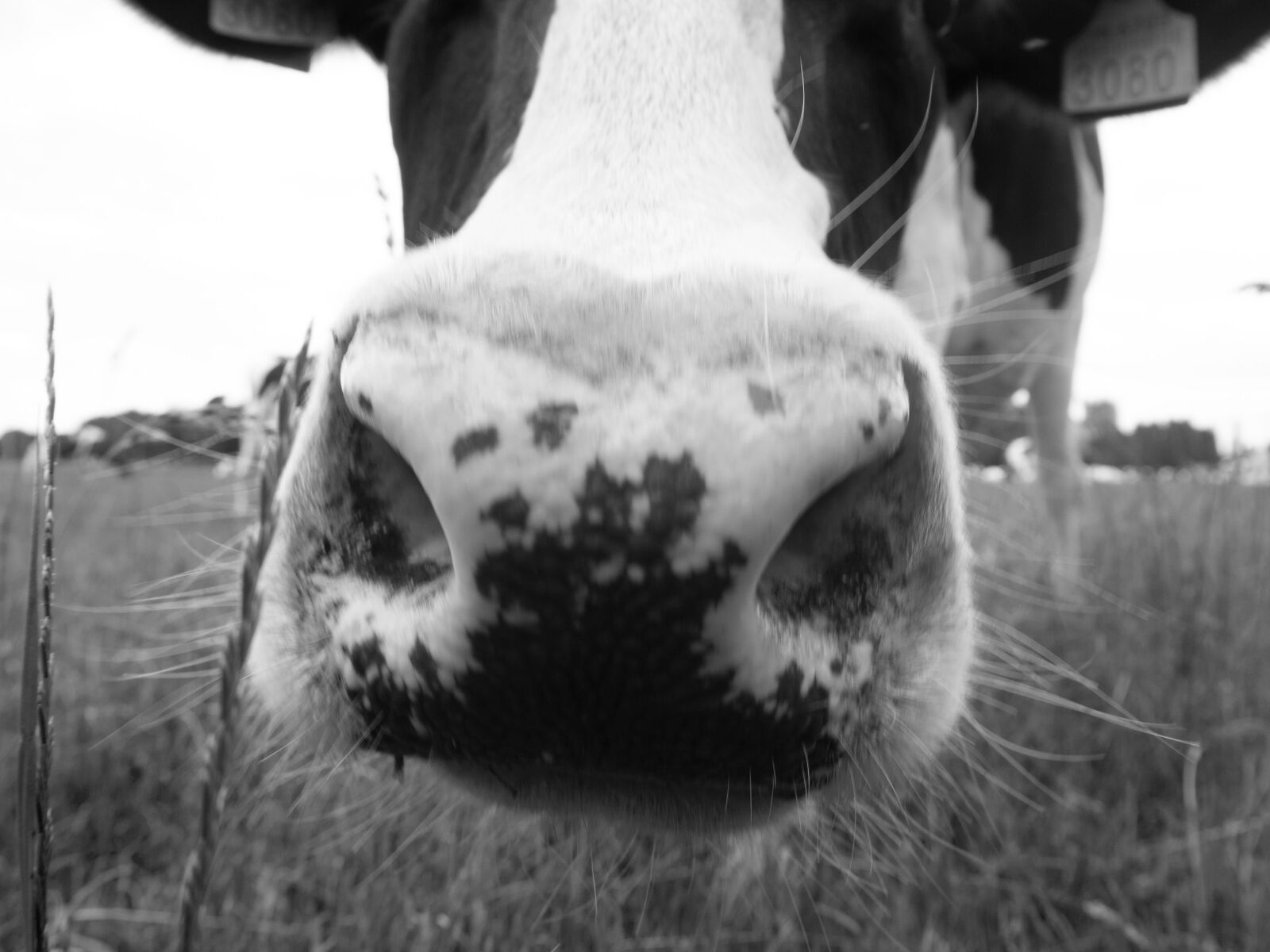 Olympus M.Zuiko Digital ED 14-42mm F3.5-5.6 EZ sample photo. Cow, nose, cattle photography
