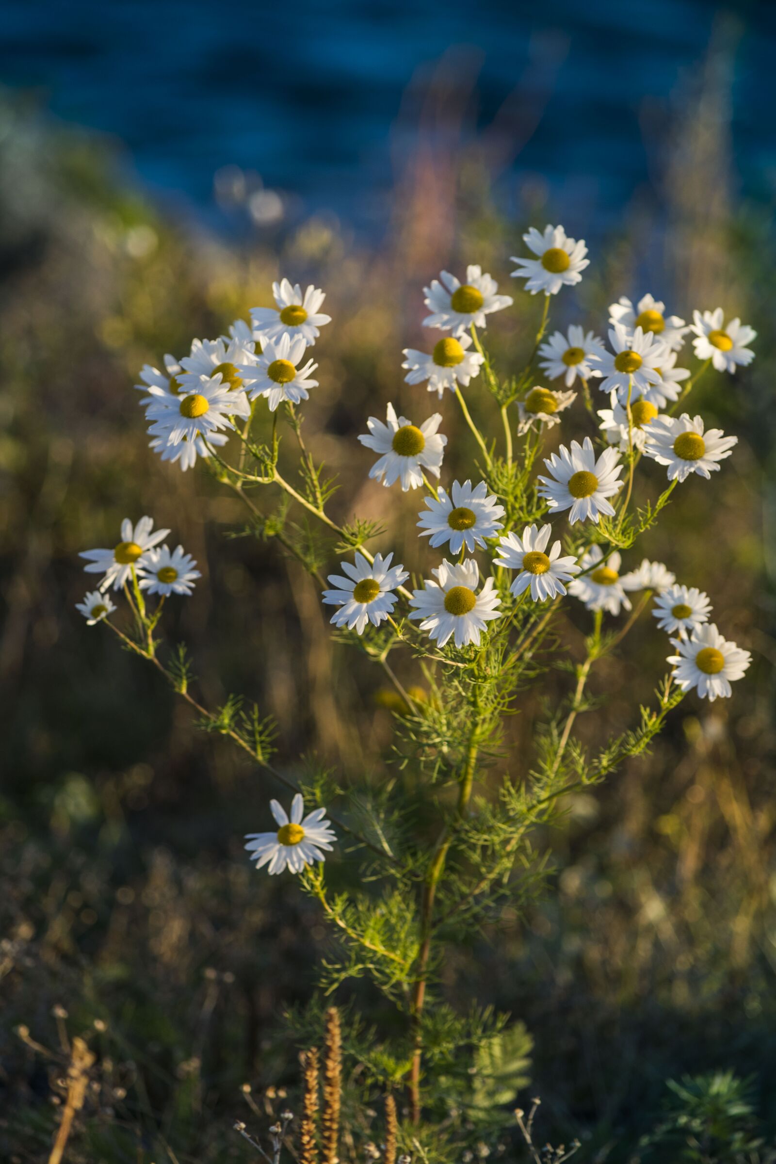 Nikon D5300 sample photo. Daisy, flower, green photography