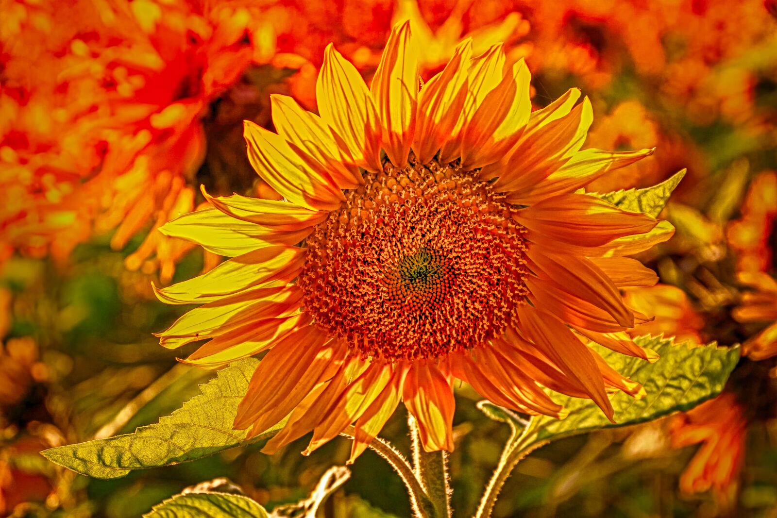 Canon EOS 60D sample photo. Sunflower, plant, nature photography