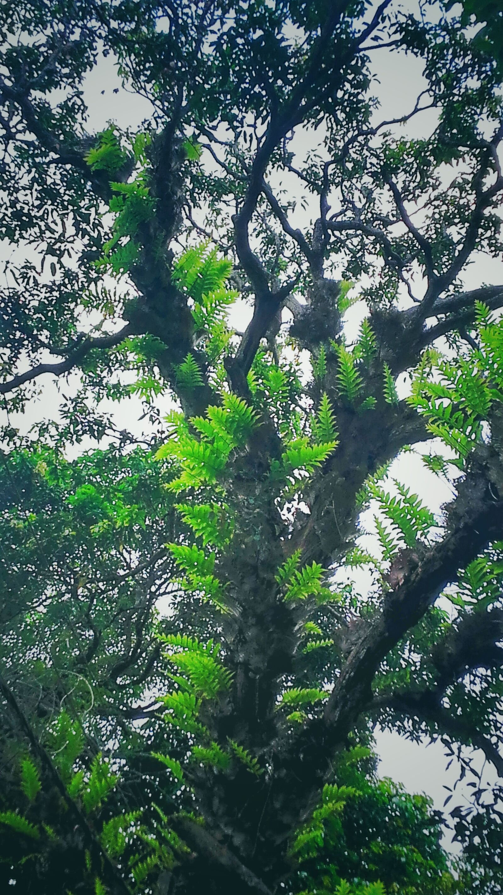 Samsung Galaxy Grand Prime sample photo. Dark, green, environment, forest photography