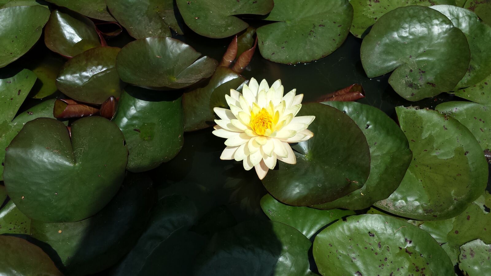 Samsung Galaxy S4 sample photo. Water lily, leaves, green photography