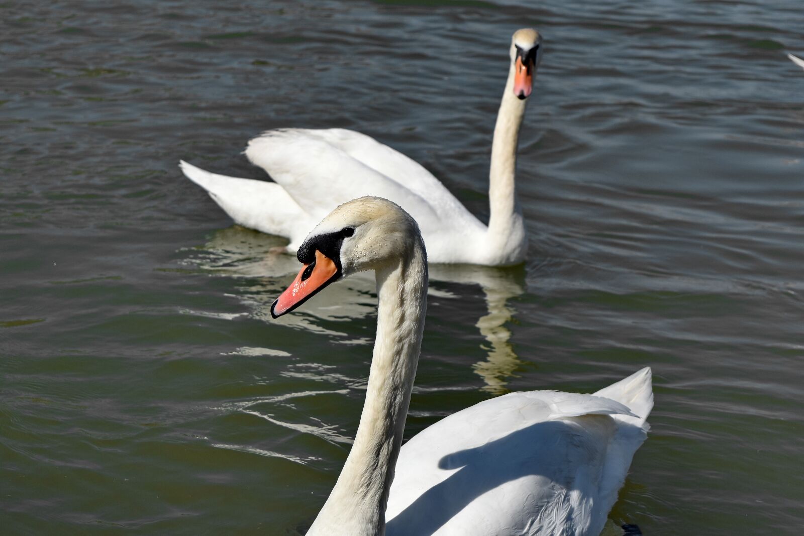 Nikon D5500 sample photo. Beak, bird, swan, water photography