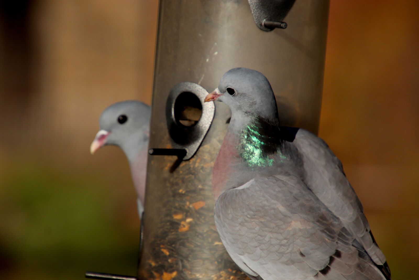 Canon EOS 800D (EOS Rebel T7i / EOS Kiss X9i) sample photo. Pigeons, birds, familiar photography