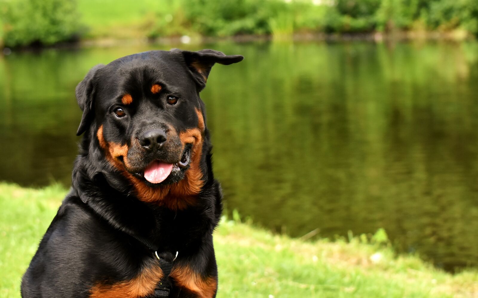 Nikon D7200 sample photo. Rottweiler, purebred dog, animal photography