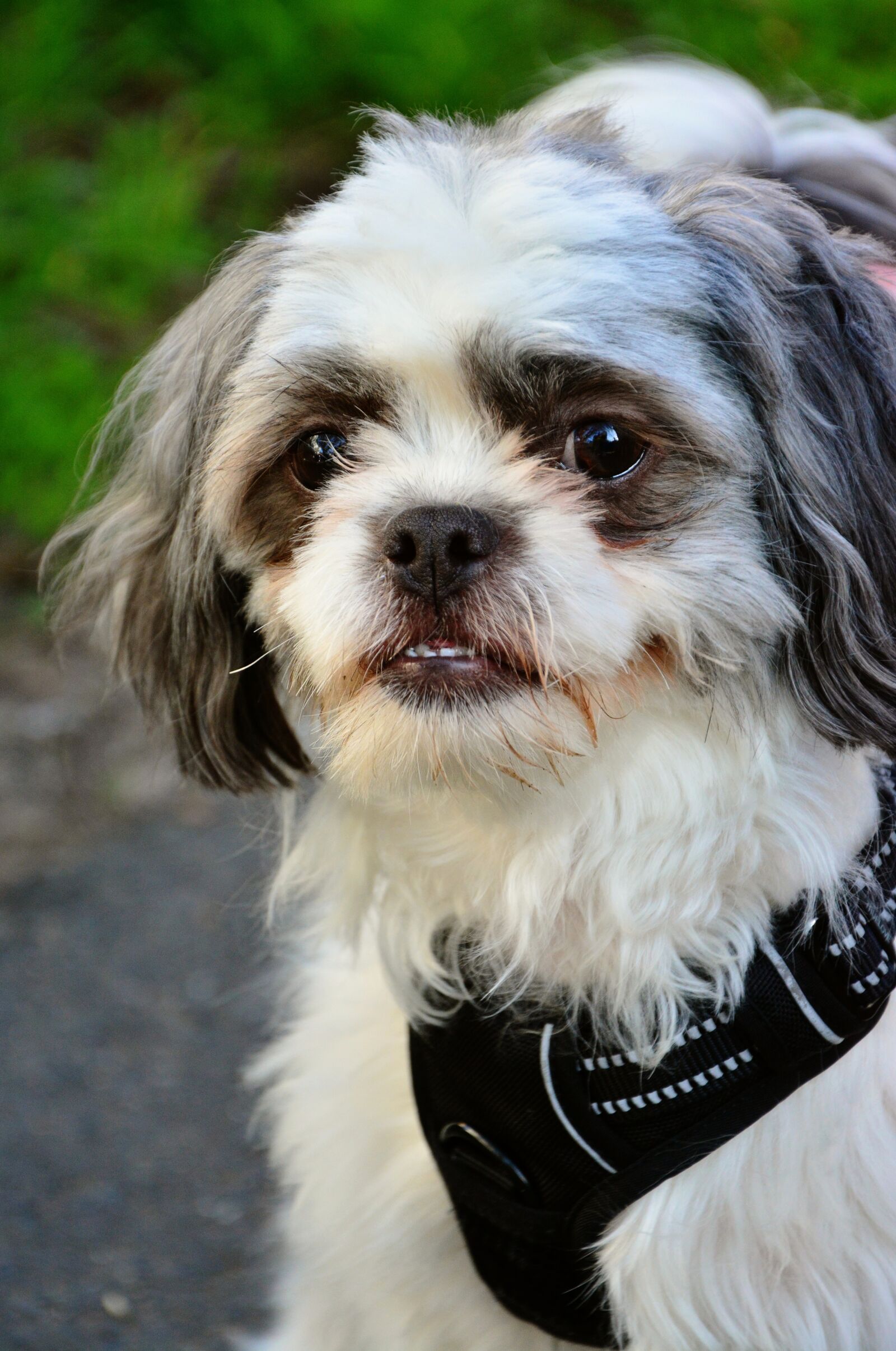Nikon D5200 sample photo. Dog, hybrid, animal photography