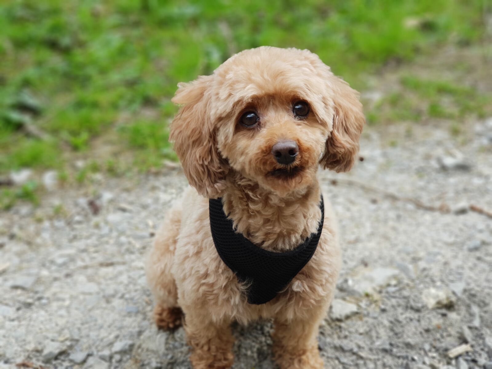 Samsung Galaxy S9+ sample photo. Poodle, dog, miniature poodle photography