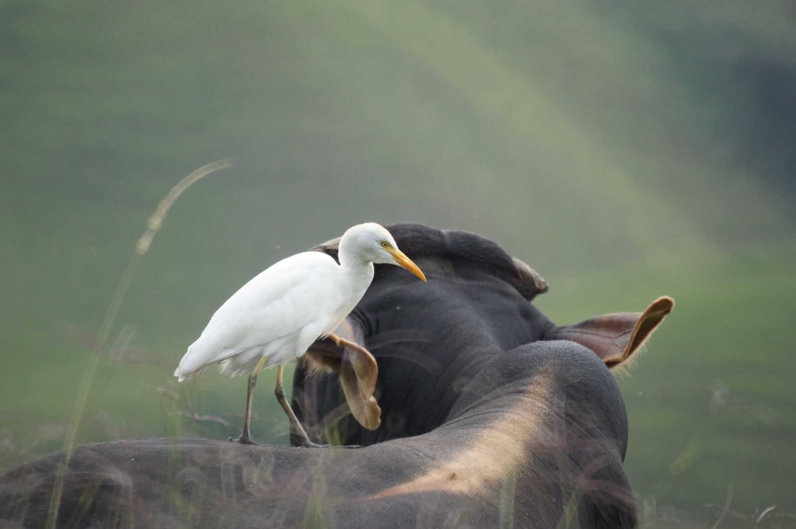 Sony Alpha DSLR-A390 sample photo. Animals, the, field photography