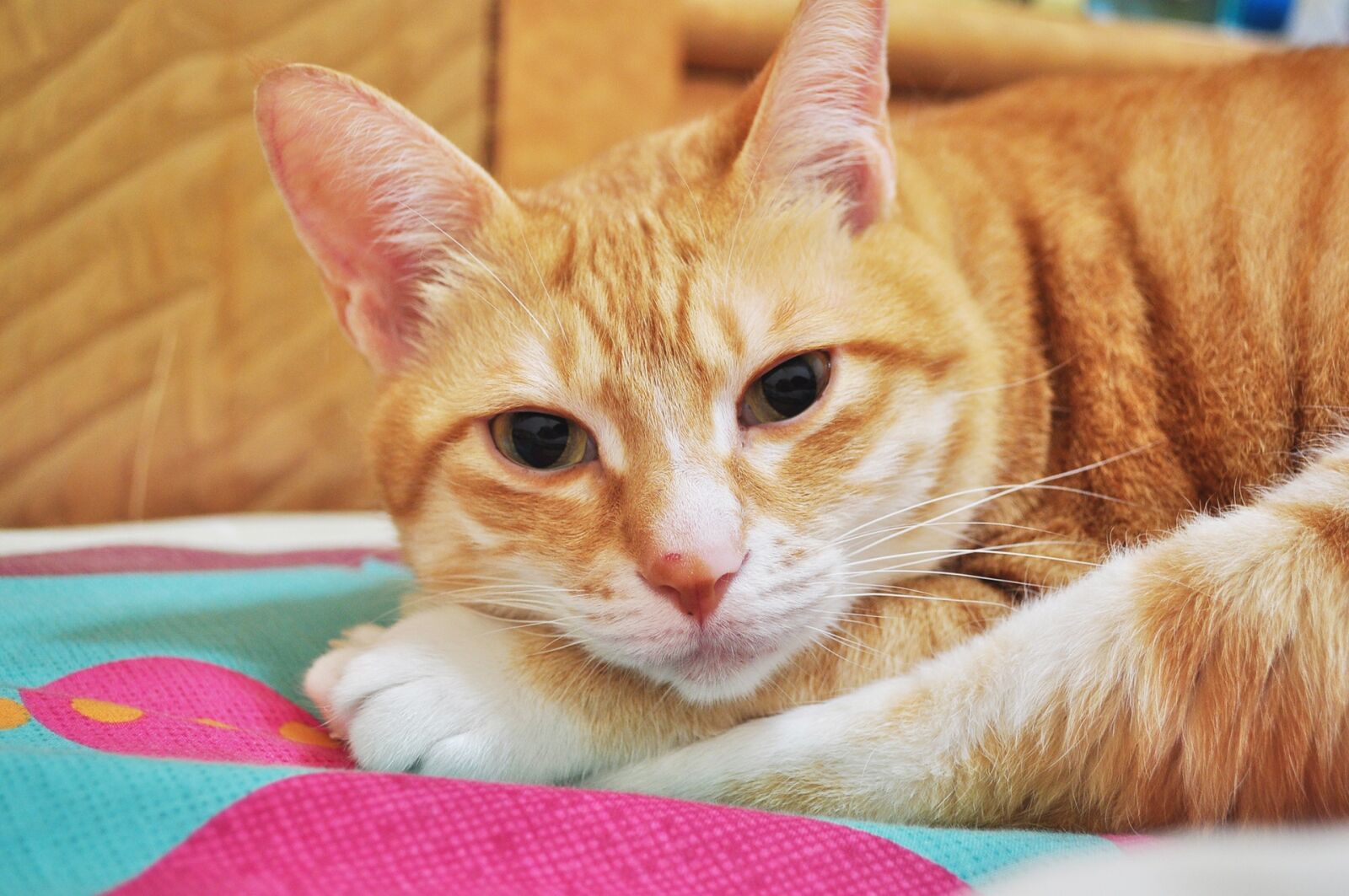 Nikon D5000 sample photo. Kitty, pets, cute photography