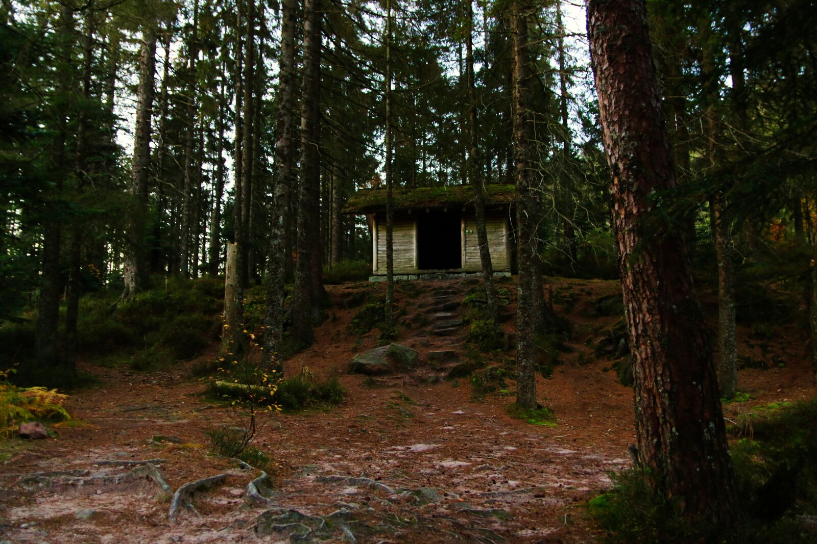 Canon EOS 750D (EOS Rebel T6i / EOS Kiss X8i) sample photo. Shack, wood, old photography