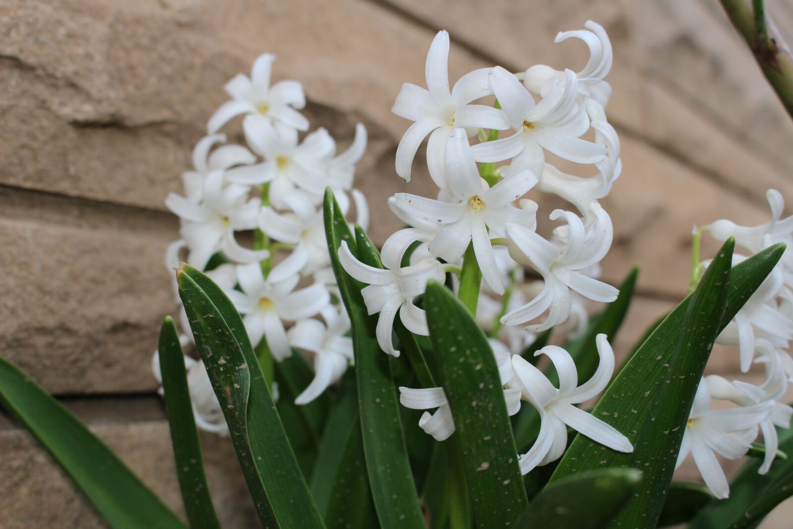 Canon EOS 100D (EOS Rebel SL1 / EOS Kiss X7) sample photo. Hyacinth, flowers, white photography