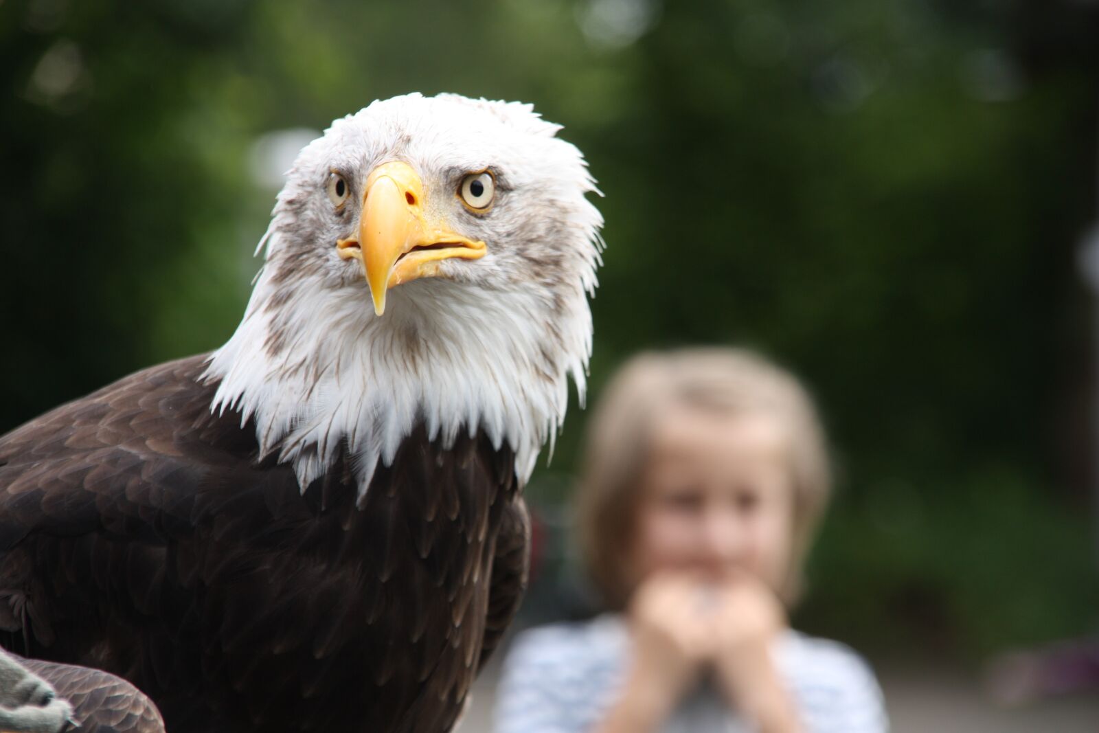 Canon EOS 450D (EOS Rebel XSi / EOS Kiss X2) sample photo. Raptor, bald eagle, wild photography