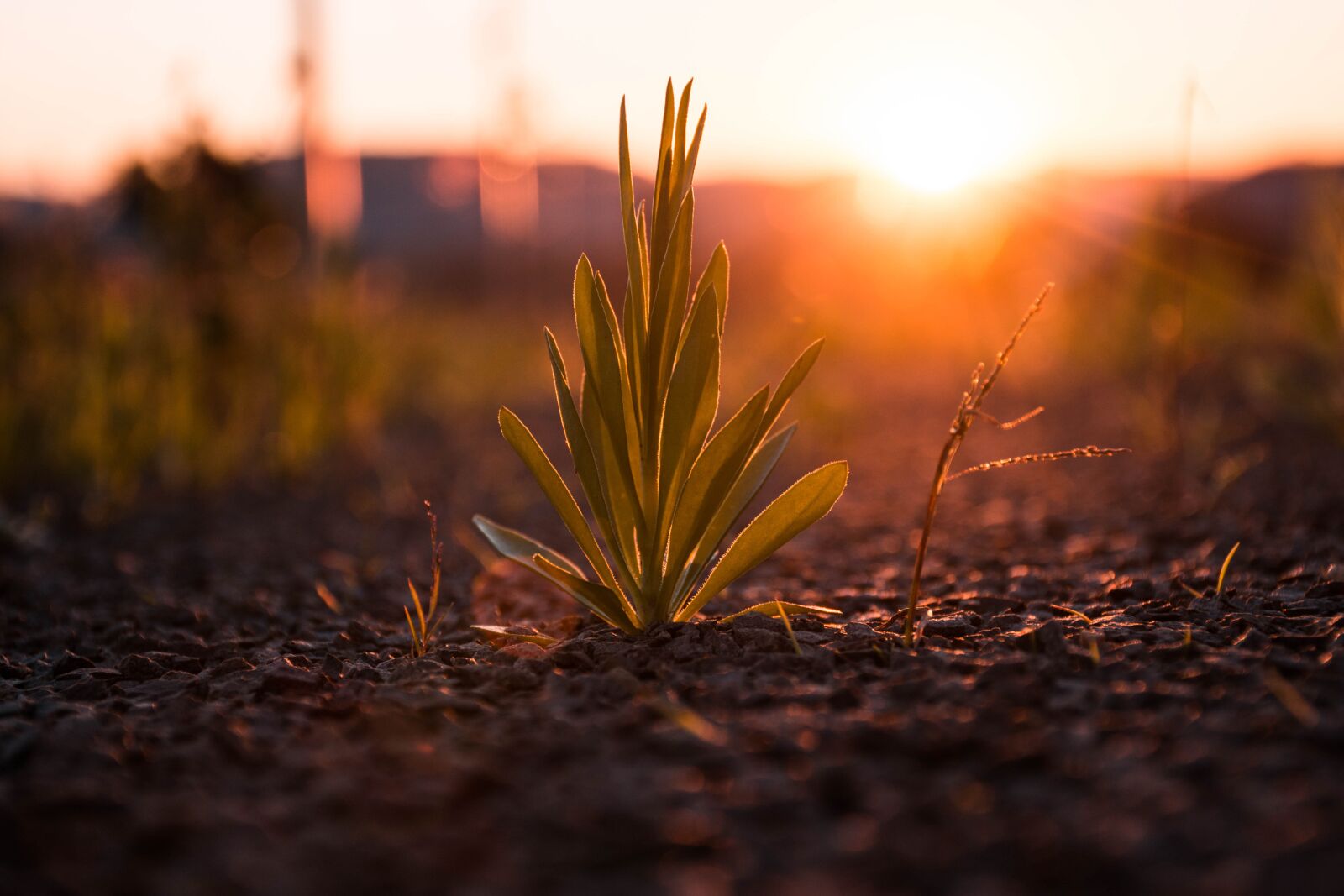 Nikon D7200 sample photo. Sunset, plant, field photography