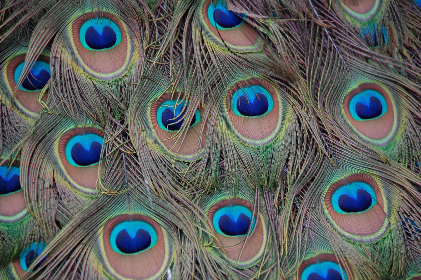 Nikon D40 sample photo. Peacock, feathers, pattern photography