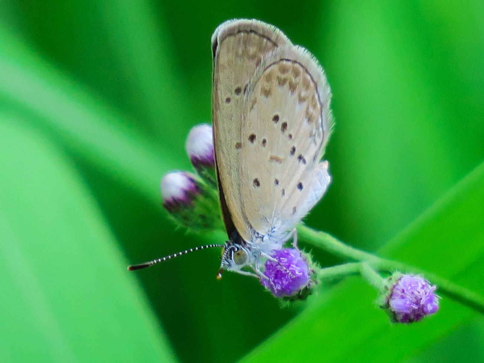 Canon PowerShot G3 X sample photo. Butterfly, natural, summer photography