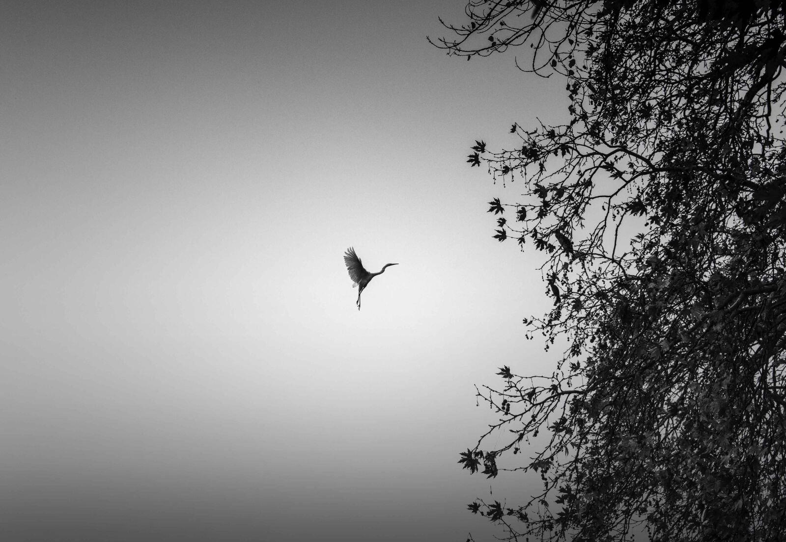 Tamron SP 24-70mm F2.8 Di VC USD sample photo. Lake, birds, fog photography
