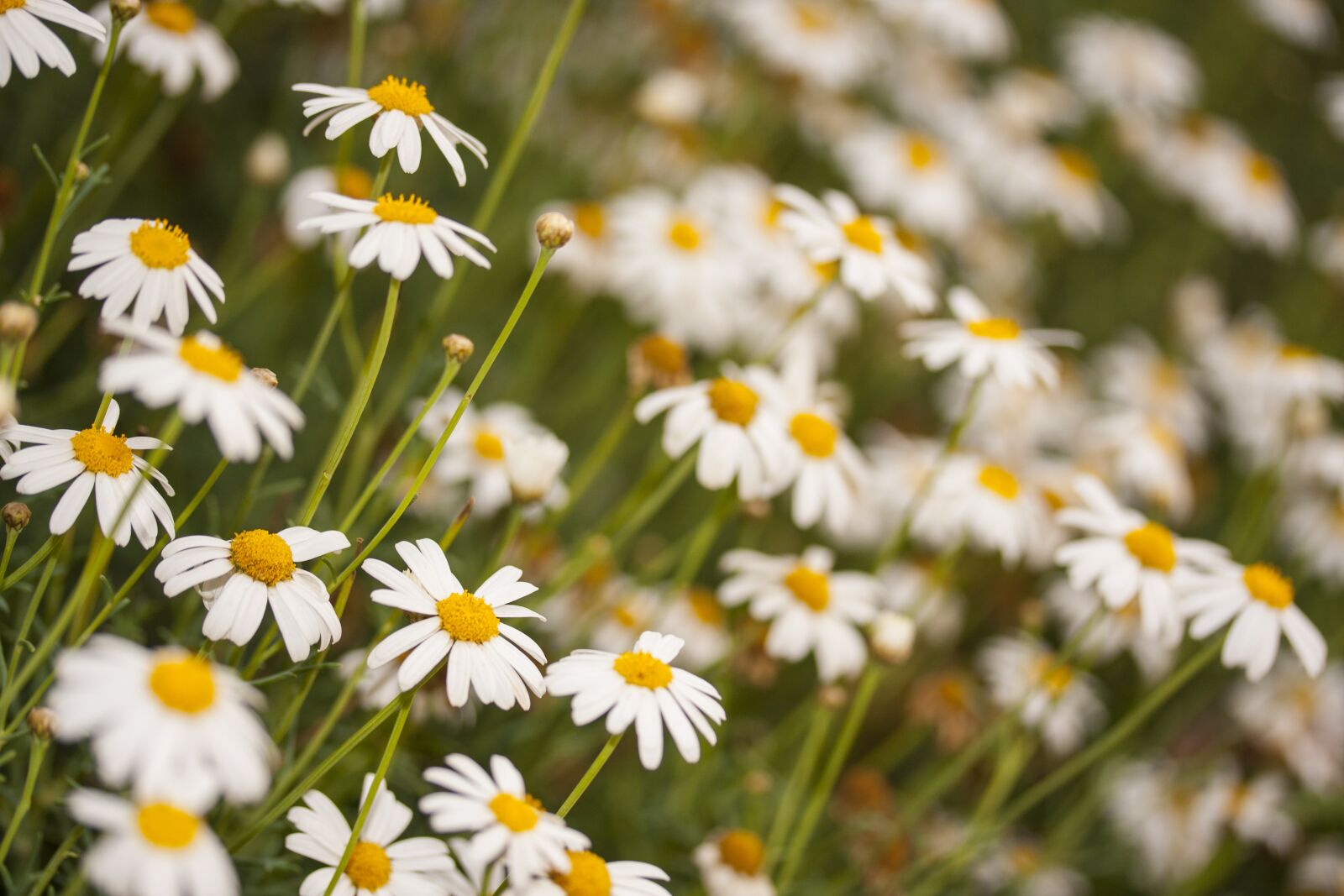 Canon EOS 40D sample photo. Daisy, flower, spring photography