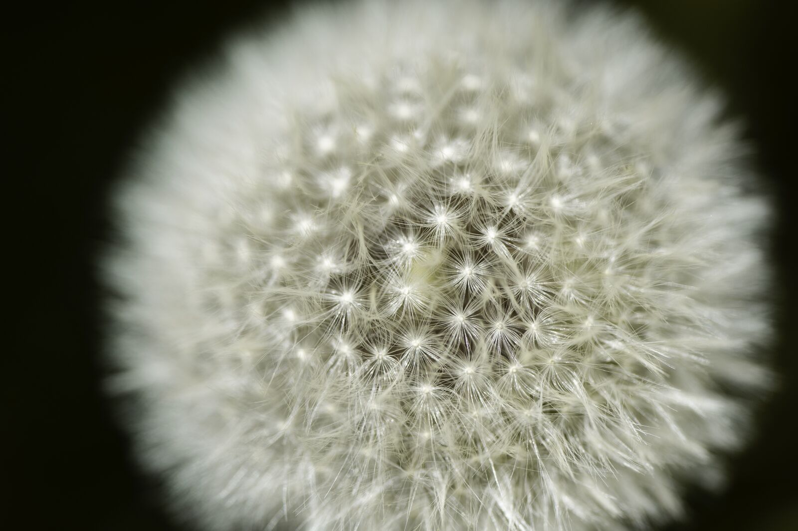 Nikon D700 sample photo. Dandelion, flower, close up photography