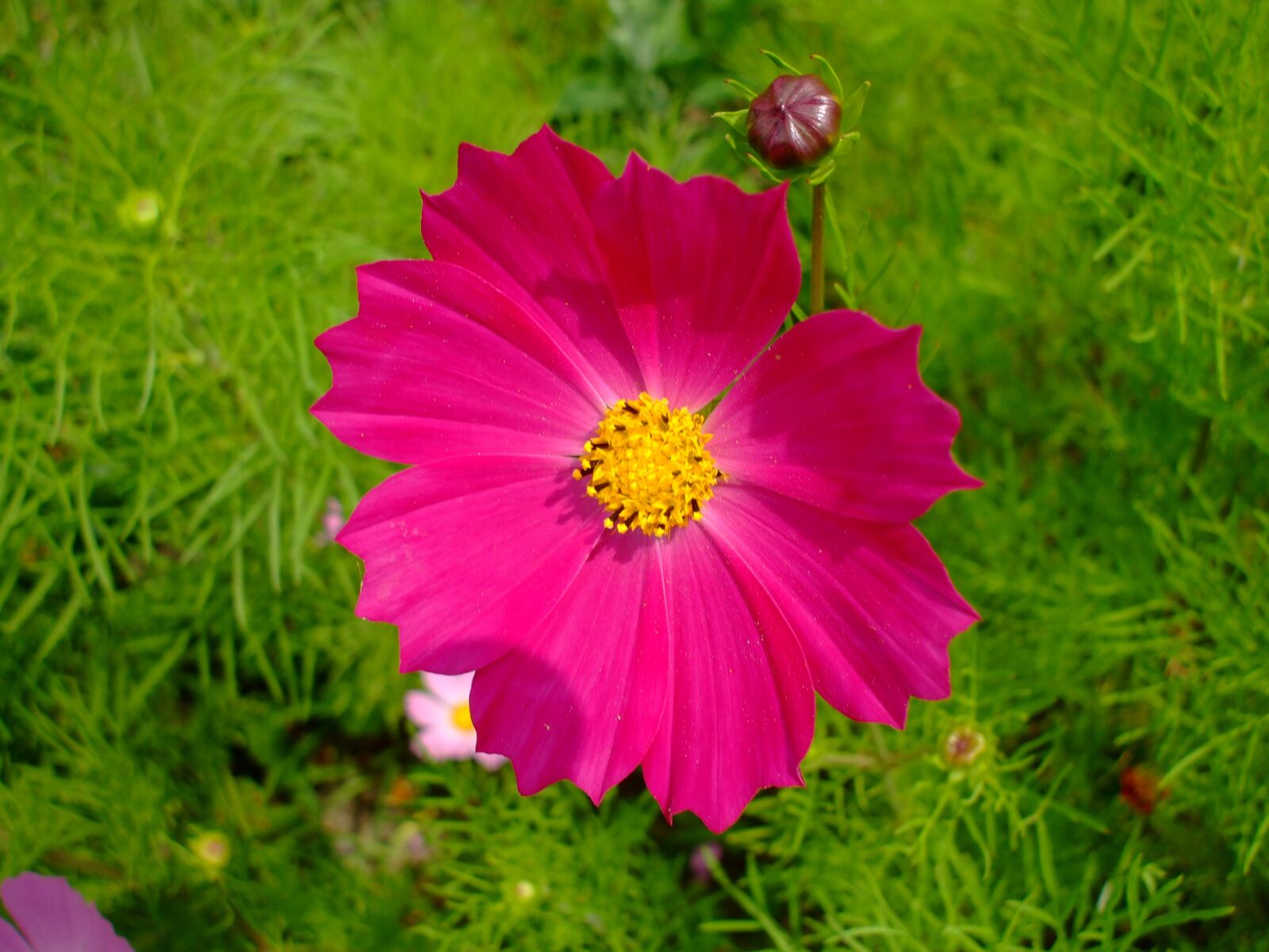 Fujifilm FinePix A800 sample photo. Cosmea, pink flower, blossom photography