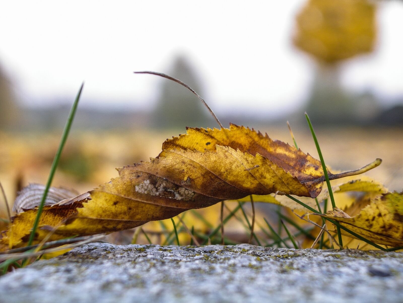 Pentax OPTIO 750Z sample photo. Nature, leaf, plant photography