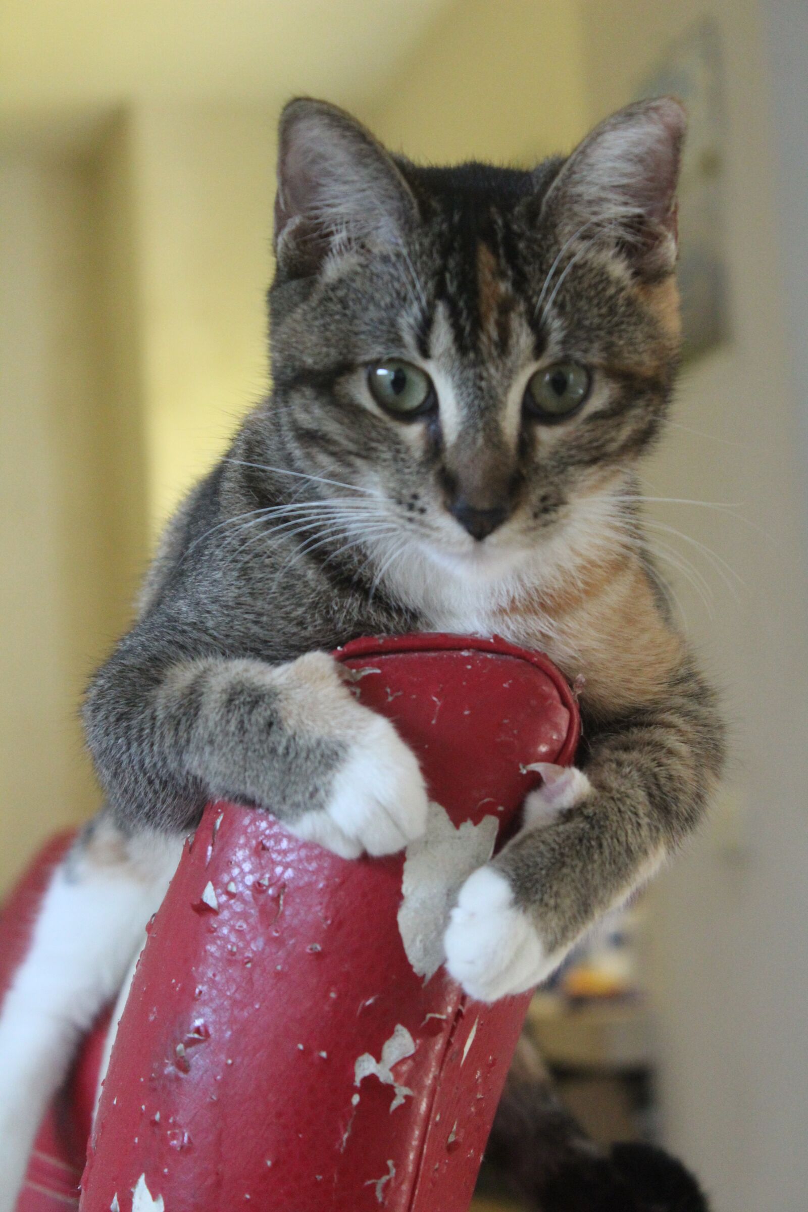 Canon EOS 1300D (EOS Rebel T6 / EOS Kiss X80) sample photo. Kitten, hairy, naughty photography