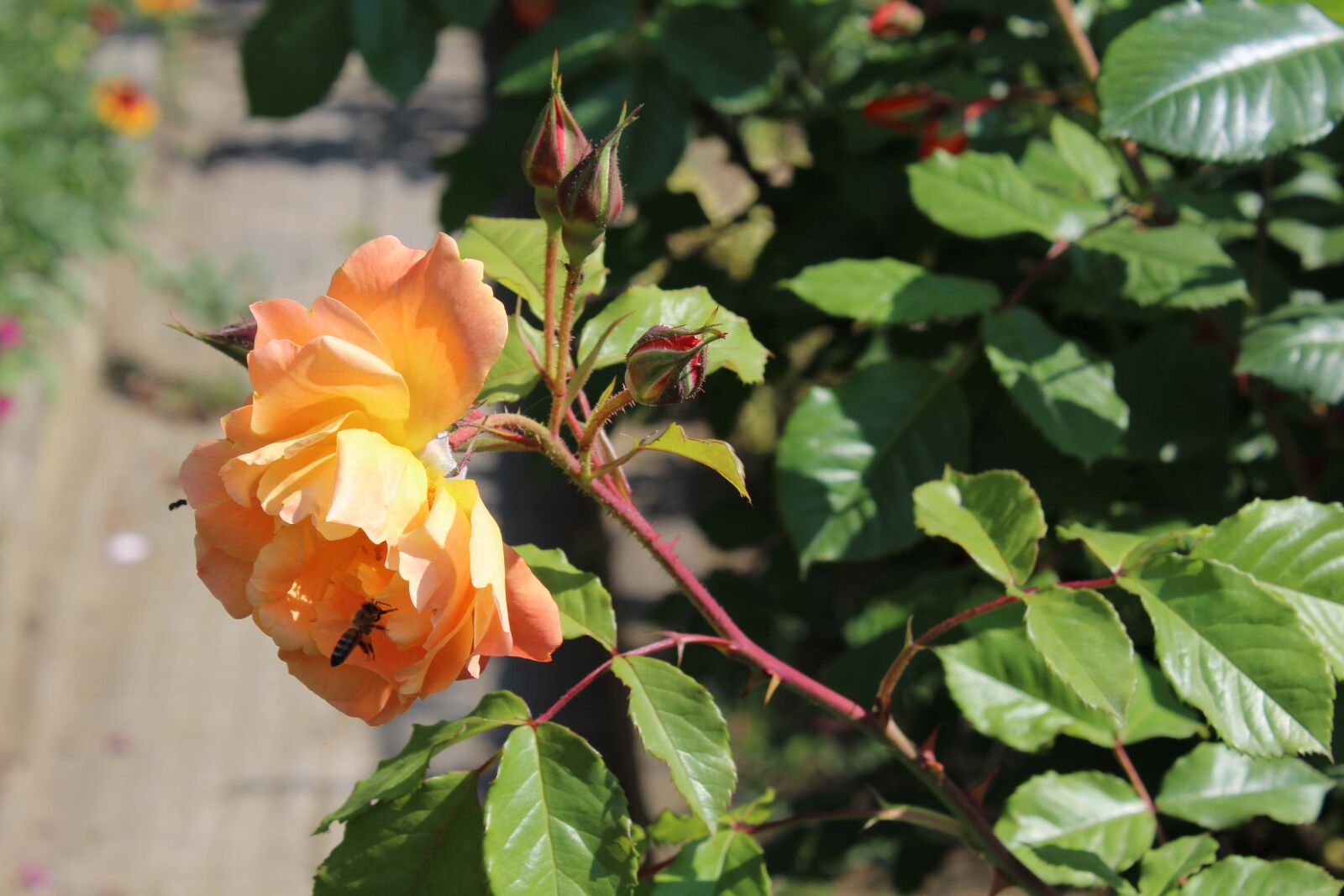 Canon EOS 1300D (EOS Rebel T6 / EOS Kiss X80) sample photo. Rose, beautiful, green photography
