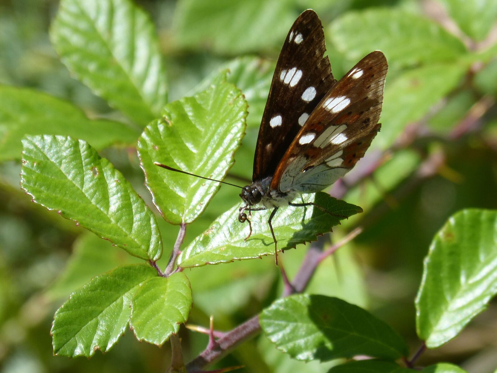 Panasonic DMC-FZ62 sample photo. Limenitis reducta, nymph streams photography