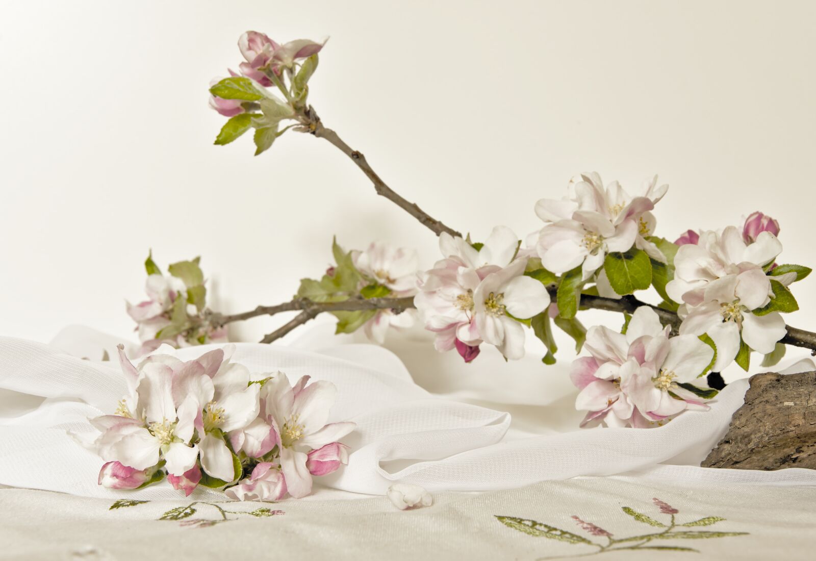 Nikon D5600 sample photo. Flowers, apple blossom, bloom photography