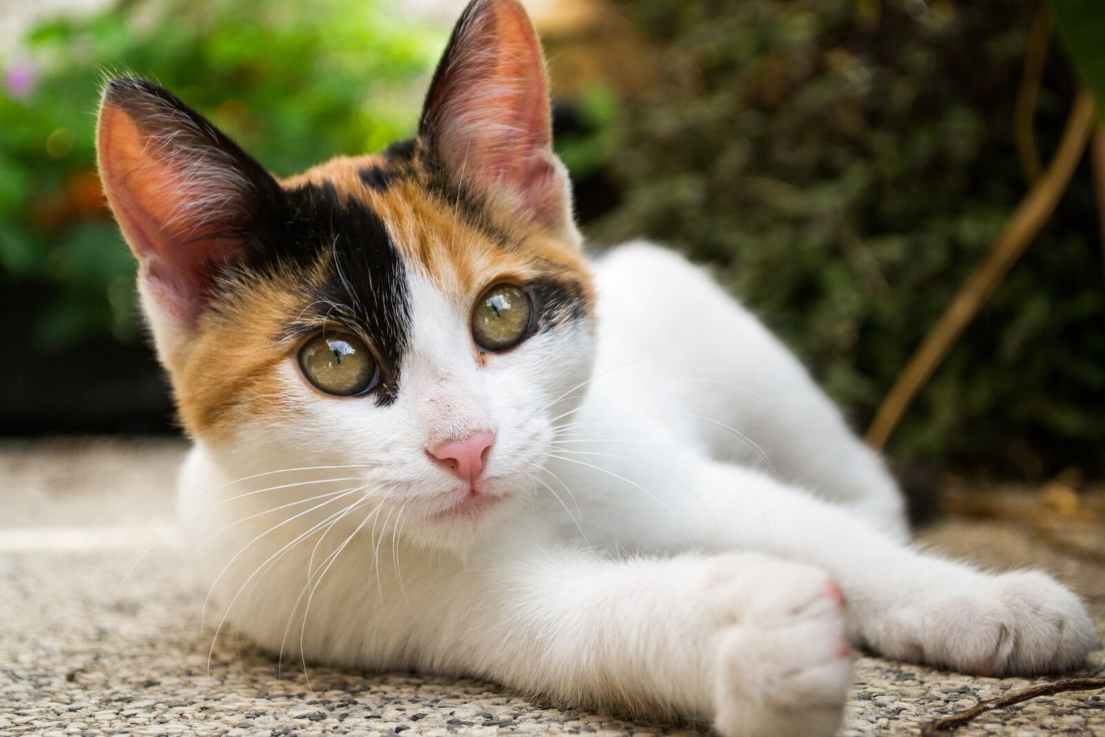 Nikon D3100 sample photo. Filhote, gato, cat photography