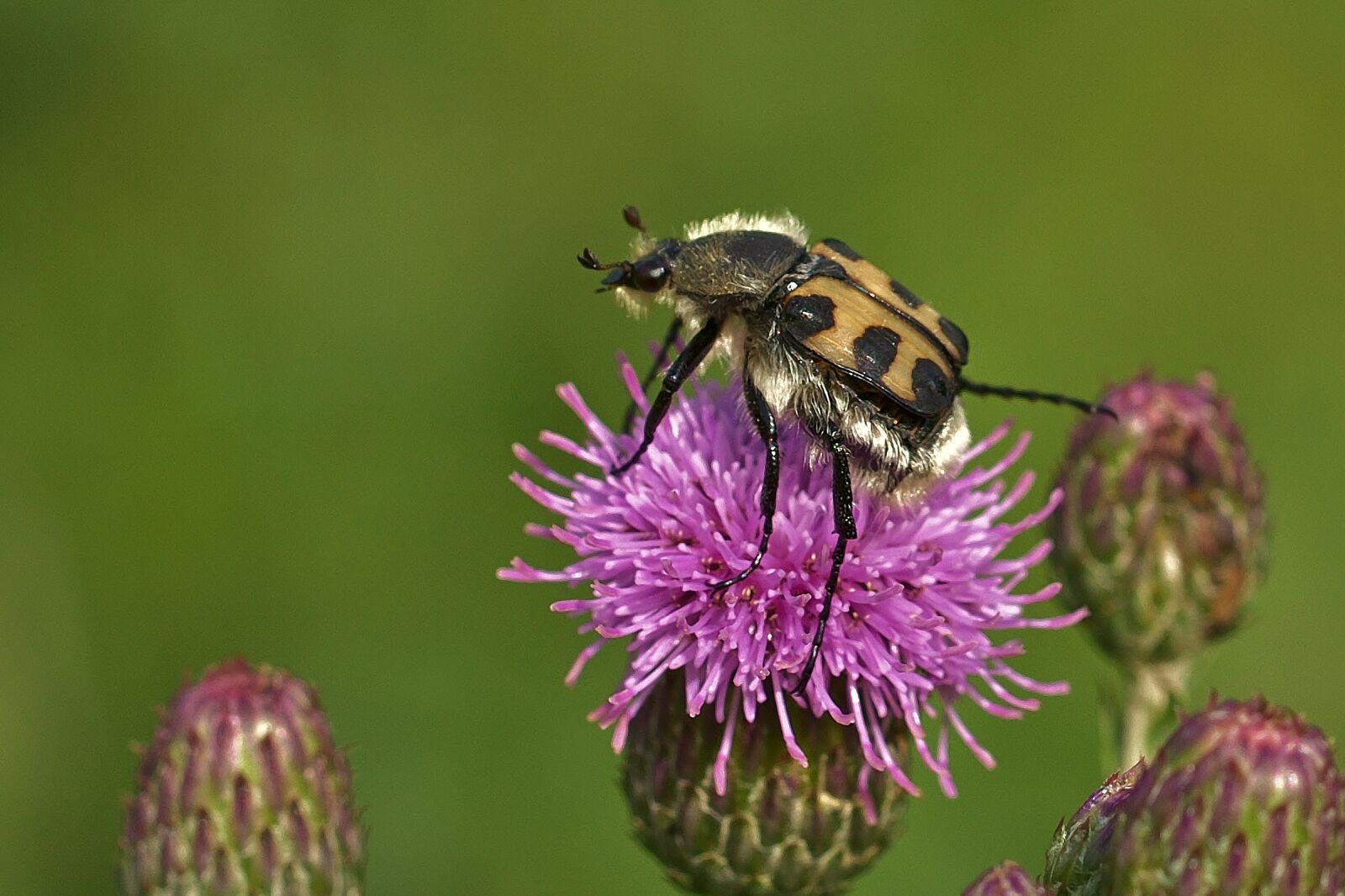 Nikon D5200 sample photo. Insect, blossom, bloom photography