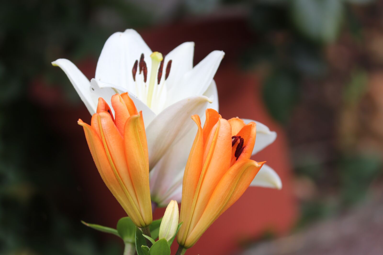 Canon EOS 200D (EOS Rebel SL2 / EOS Kiss X9) sample photo. Lily, orange, white photography