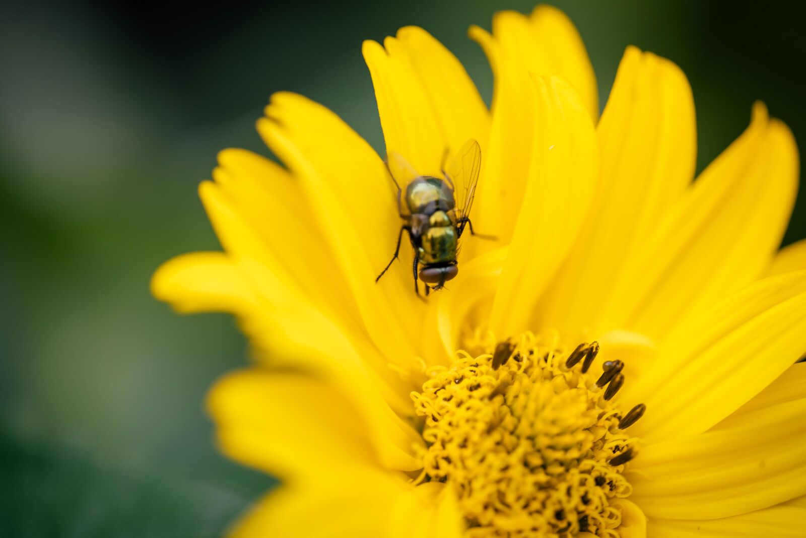 Nikon D750 sample photo. Fly, flower, insect photography