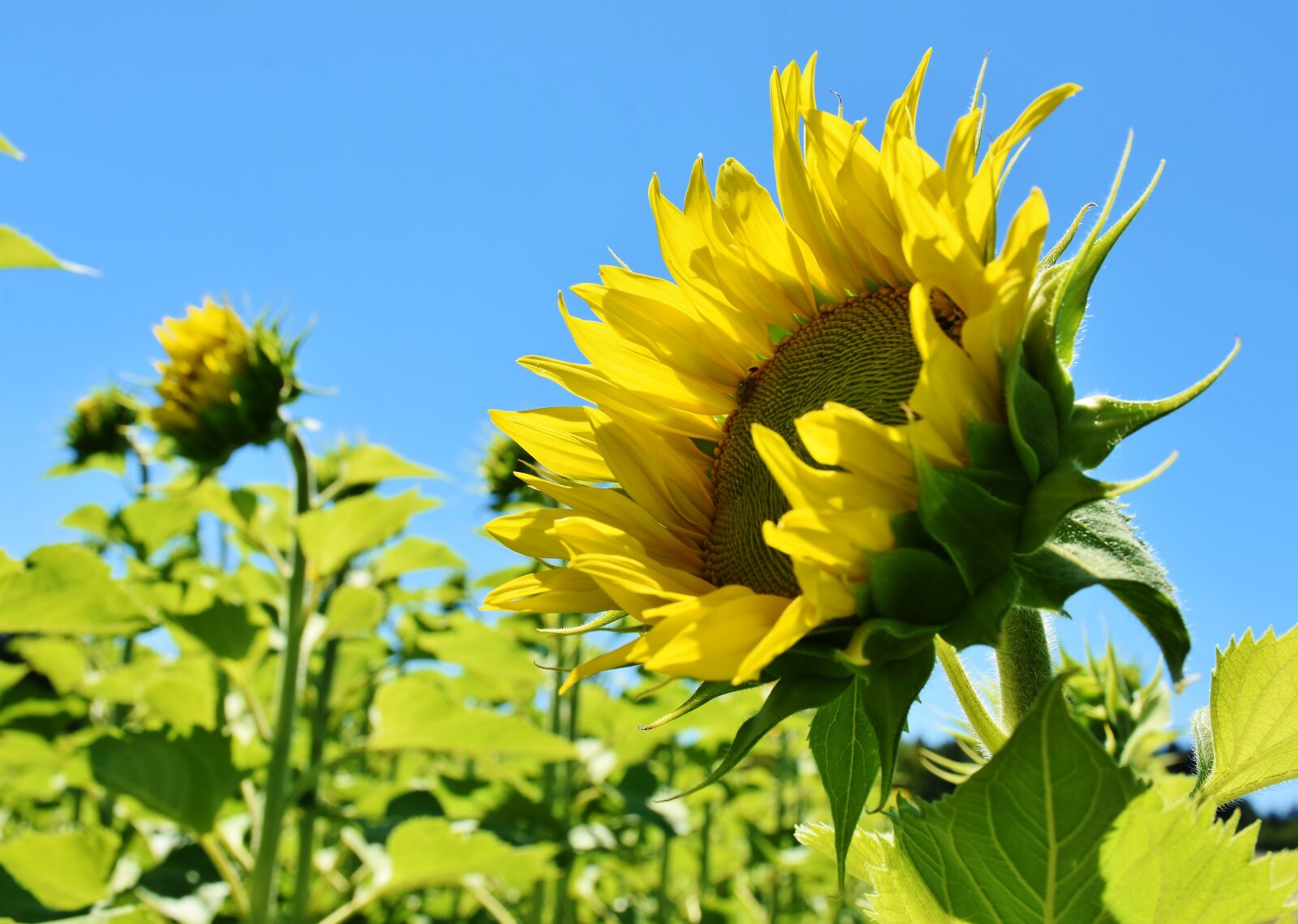 Nikon D7200 sample photo. Sunflower, yellow, petal photography