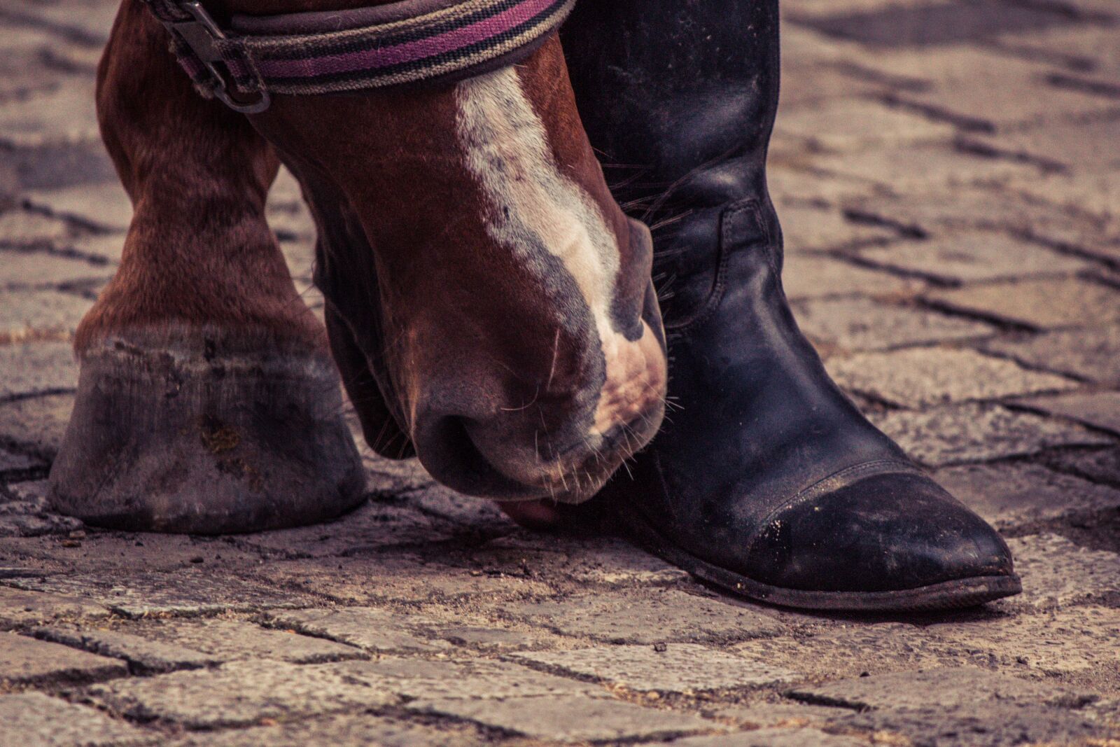 Canon EF-S 55-250mm F4-5.6 IS II sample photo. Horse, huf, boots photography