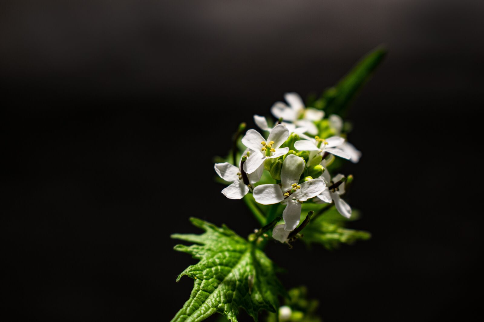 Nikon D5300 sample photo. Field bloom, plant, nature photography