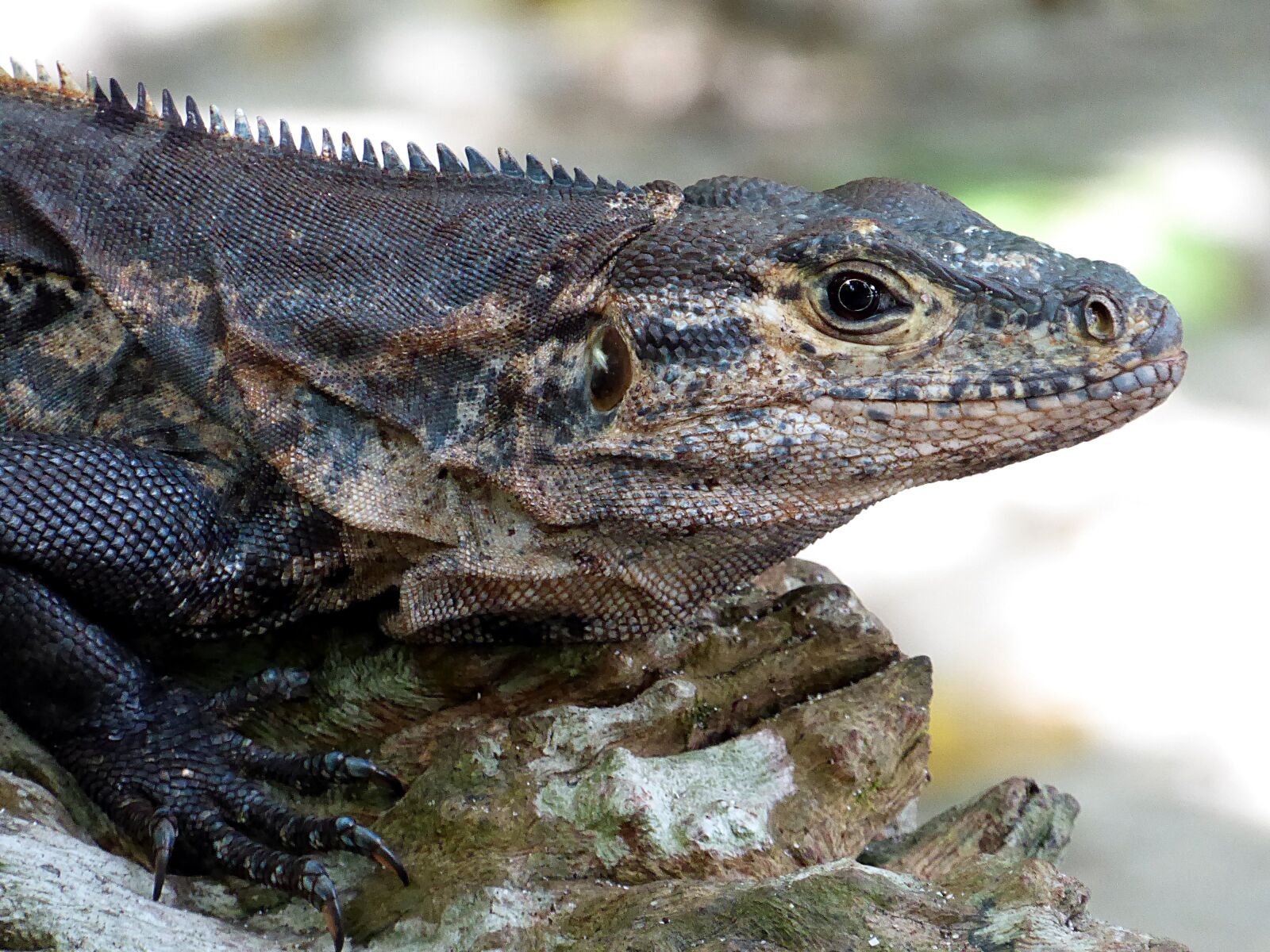 Panasonic Lumix DMC-ZS50 (Lumix DMC-TZ70) sample photo. Iguana, reptile, yellow photography
