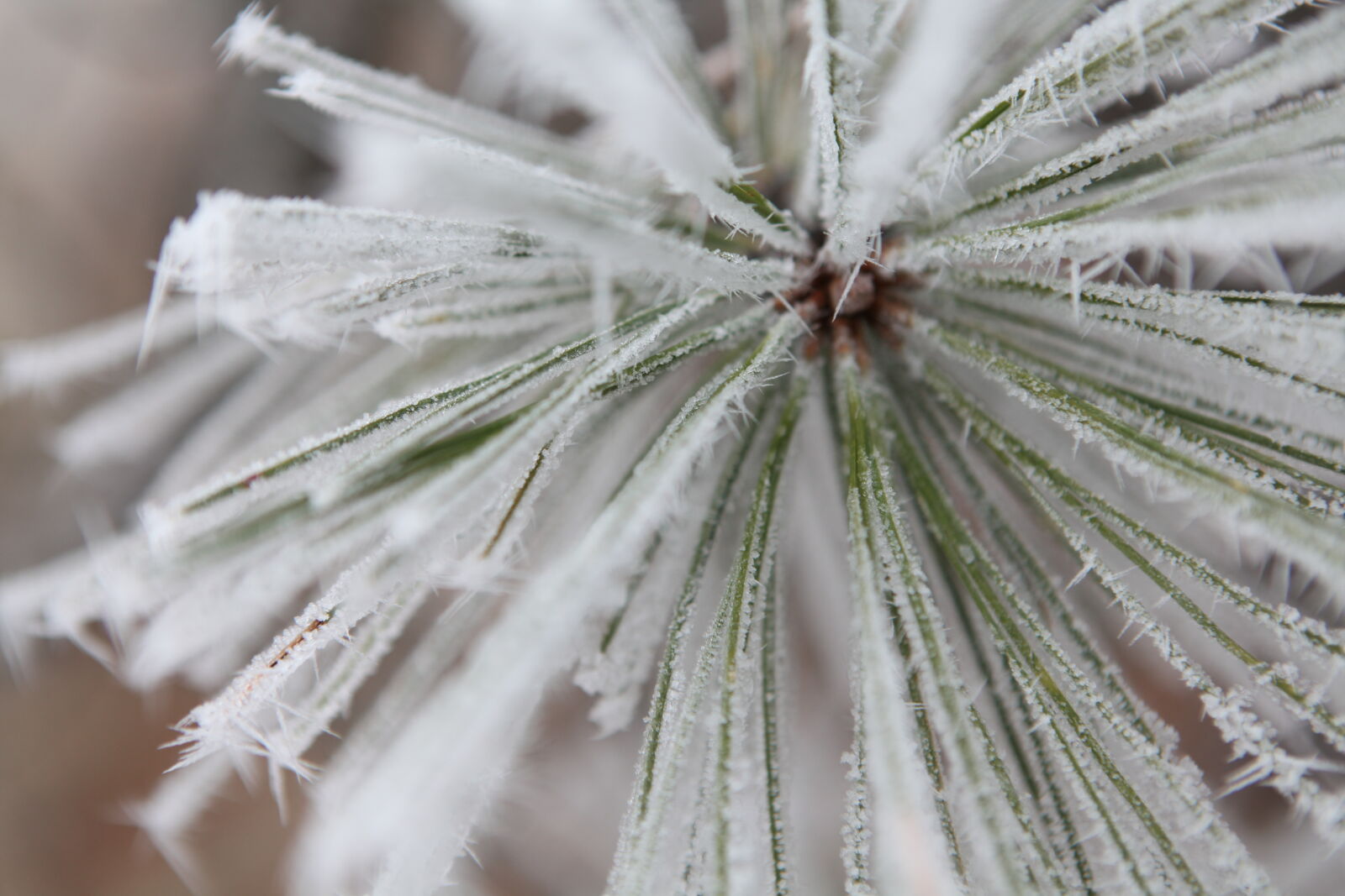 Canon EOS 5D Mark II + Canon EF 24-70mm F2.8L USM sample photo. Autumn, fall, frost, hoarfrost photography