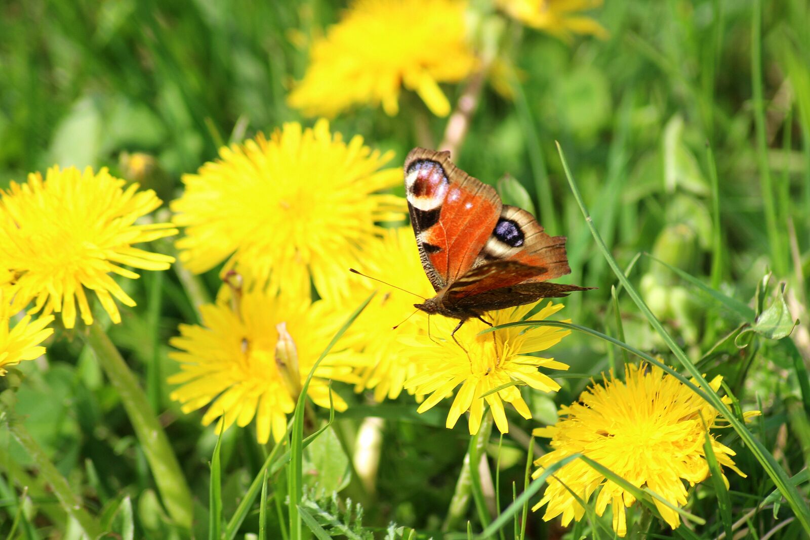 Canon EOS 1200D (EOS Rebel T5 / EOS Kiss X70 / EOS Hi) sample photo. Spring, butterfly, meadow photography