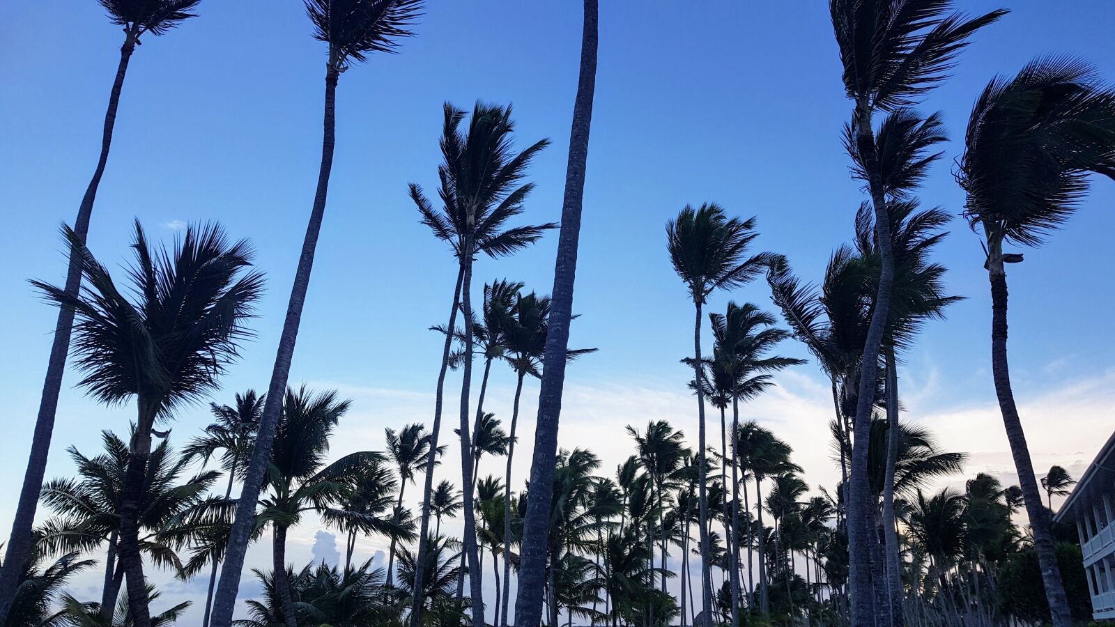 Samsung Galaxy S8 sample photo. Beach, palm, vacation photography