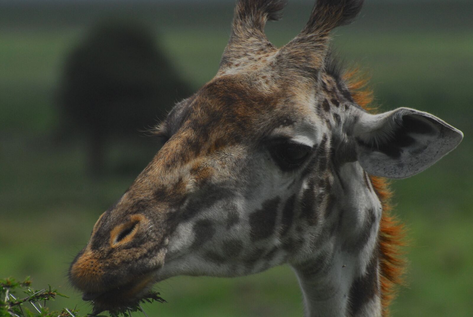 Nikon D200 sample photo. Giraffe, nairobi national park photography