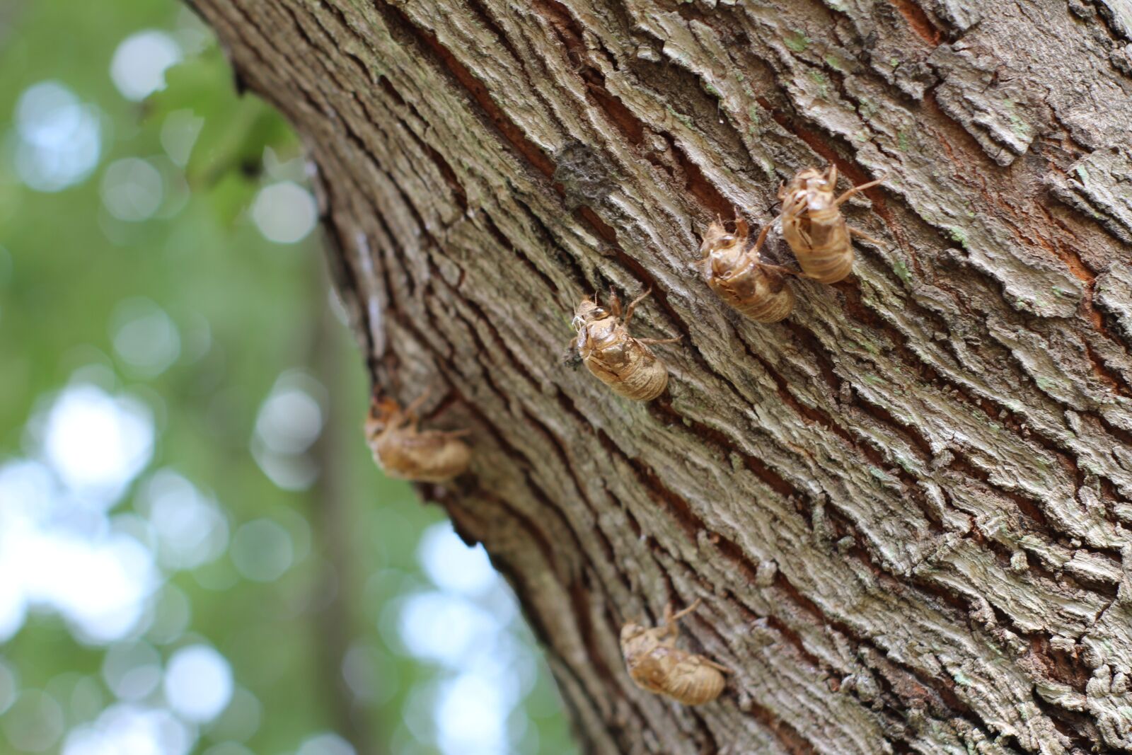 Canon EOS 600D (Rebel EOS T3i / EOS Kiss X5) sample photo. Cicada, insect, cicada shell photography