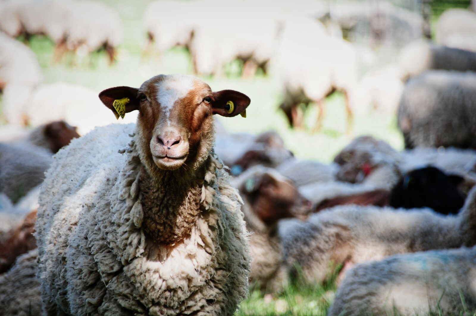Nikon D300S sample photo. Sheep, berger, herd photography