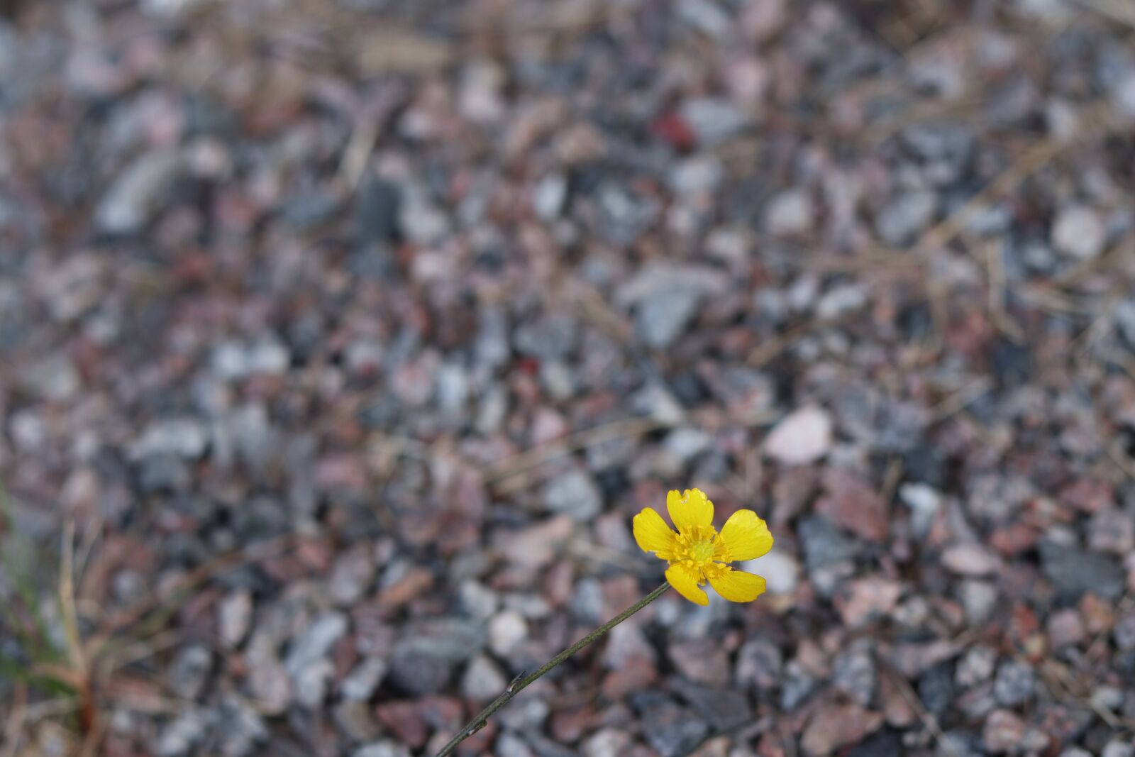 Canon EOS M50 (EOS Kiss M) + Canon EF 50mm F1.8 STM sample photo. Flower, stone, yellow photography