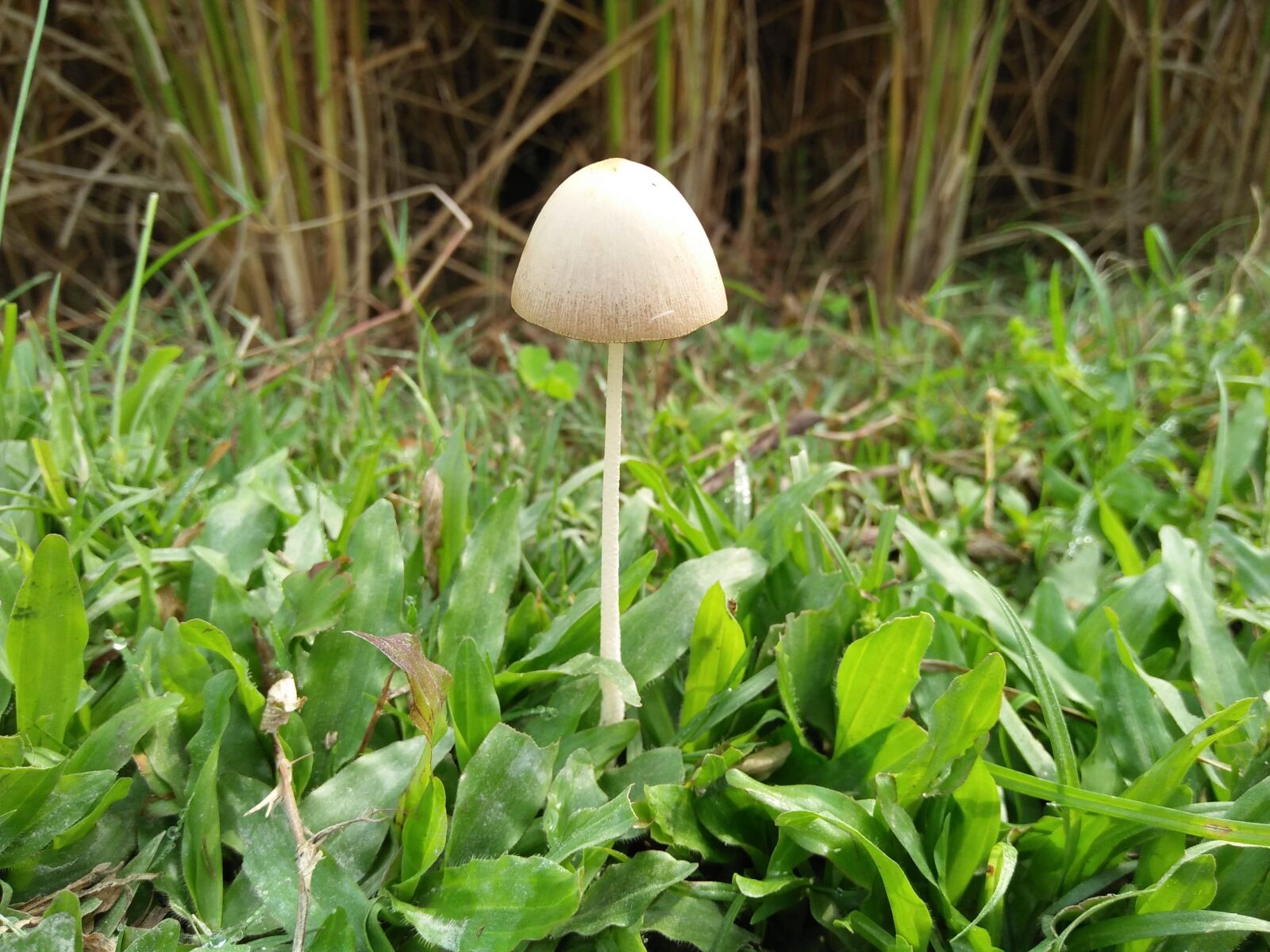 OPPO A37fw-International sample photo. Grass, water, loaf photography