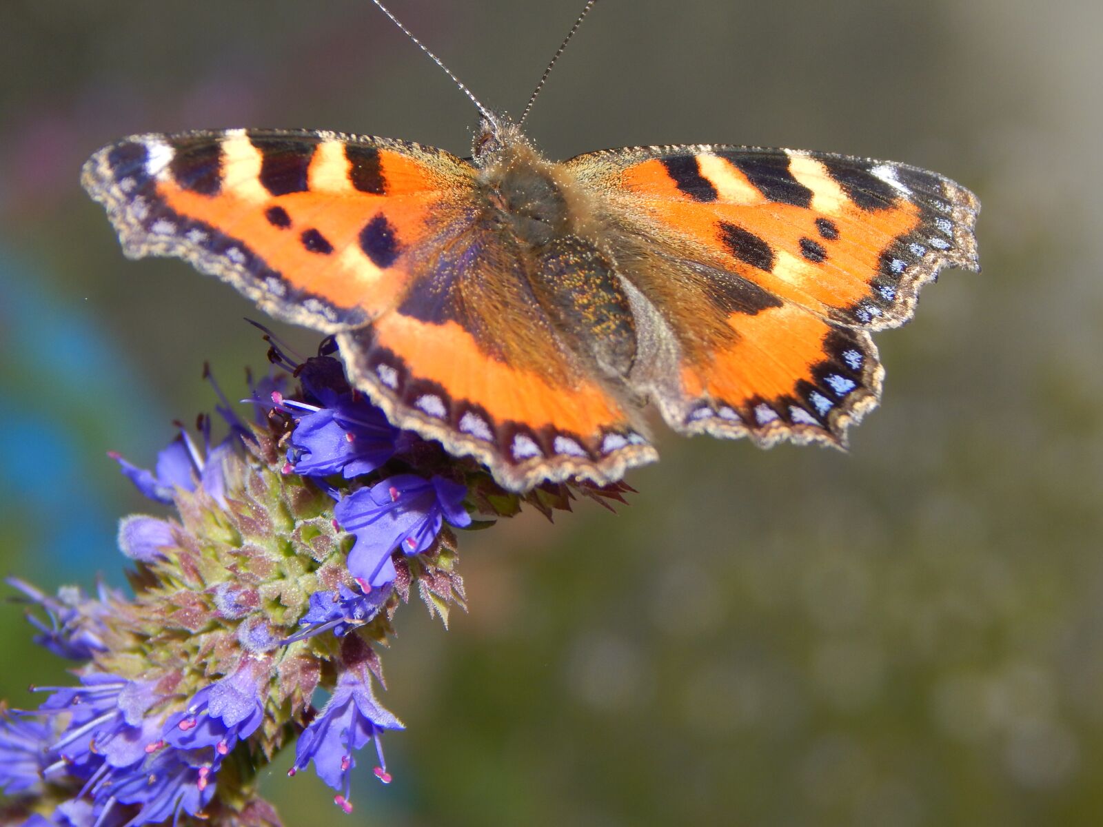 Nikon Coolpix L830 sample photo. Butterfly, insect, summer photography