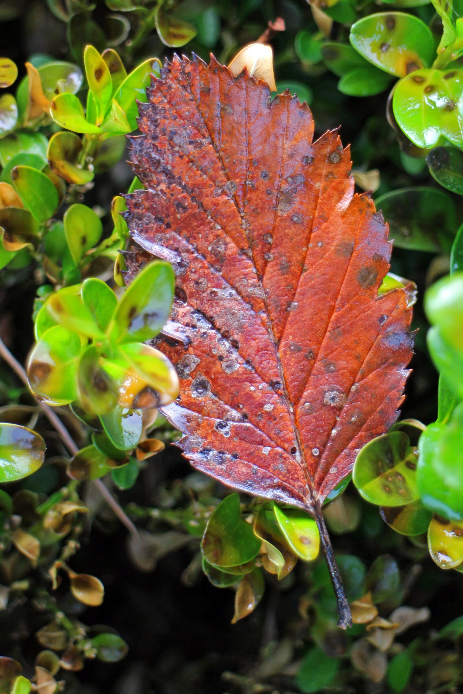 Canon EOS M sample photo. Autumn, leaf, individually photography