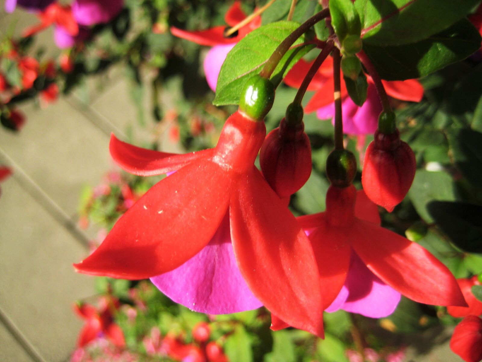 Canon DIGITAL IXUS 70 sample photo. Fuchsia, flower, have photography