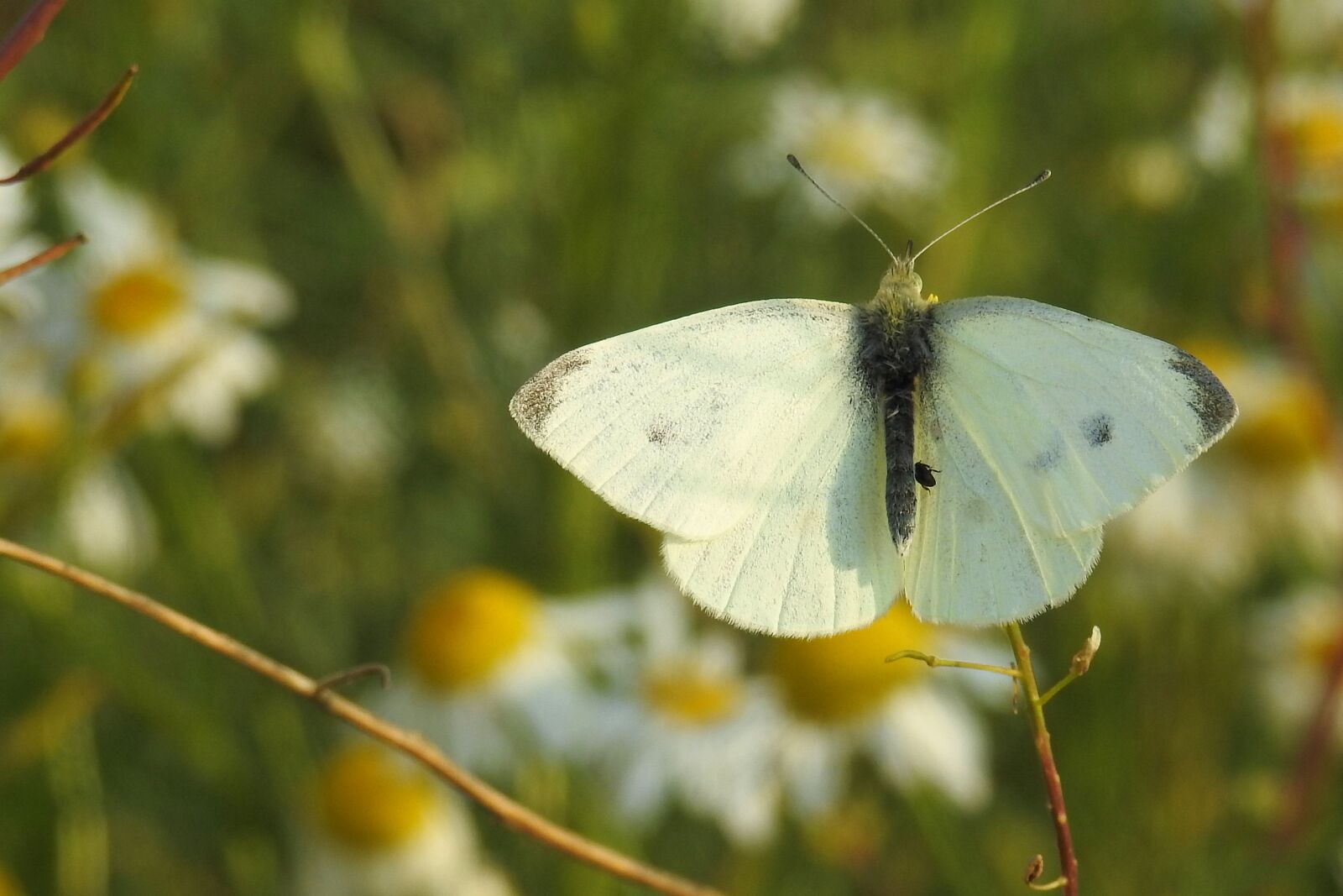 Nikon Coolpix P900 sample photo. Butterfly, white, insect photography