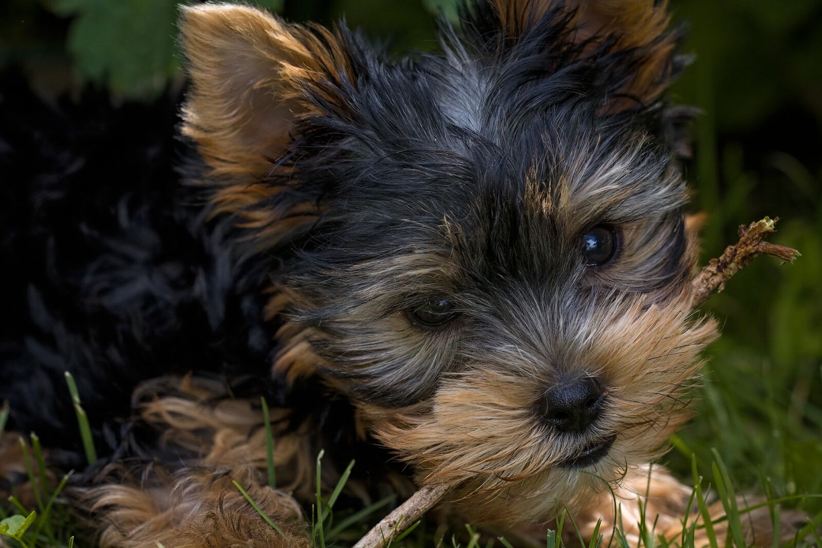 Nikon D7100 sample photo. Dog, puppy, yorkshire terrier photography