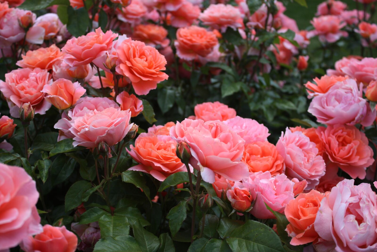 Canon EOS 450D (EOS Rebel XSi / EOS Kiss X2) sample photo. Rose, pink, garden photography